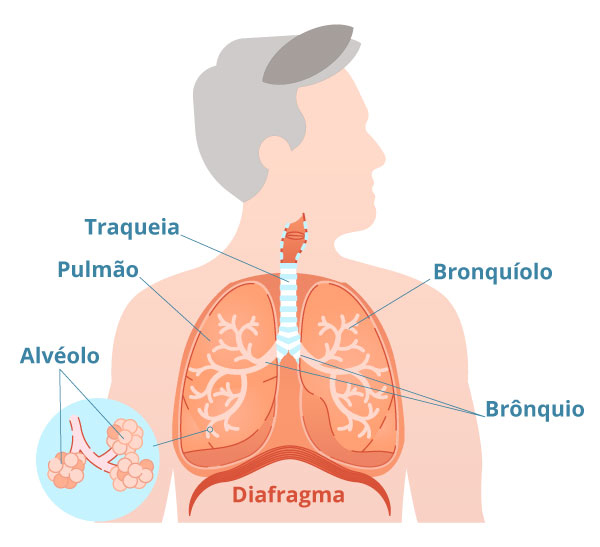 Trato respiratório Inferior