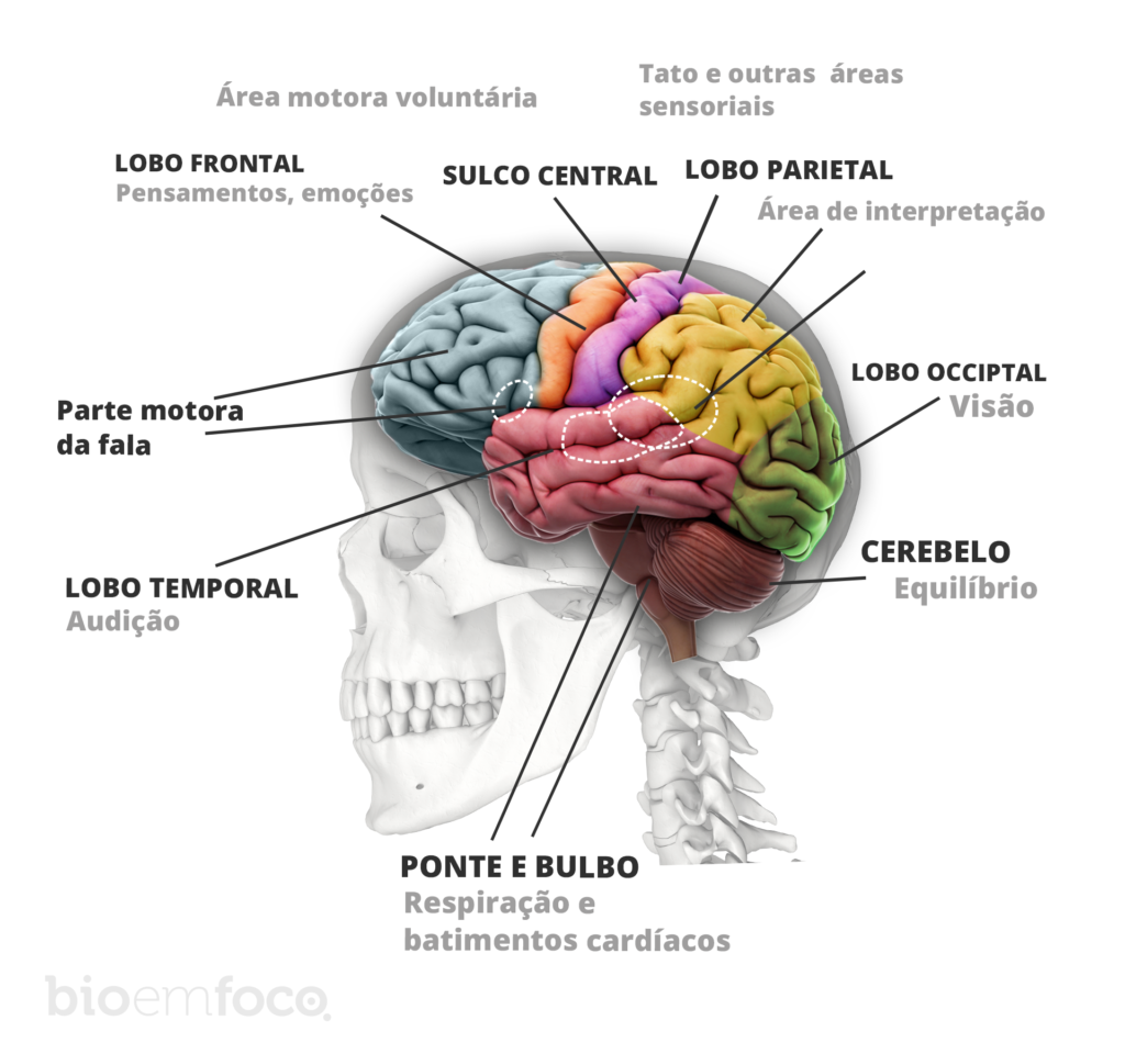 Sistema Nervoso Central