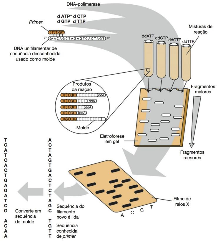 Genetica Um Enfoque Molecular Brown Em Portugues